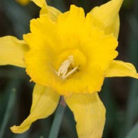 Spanish Daffodil